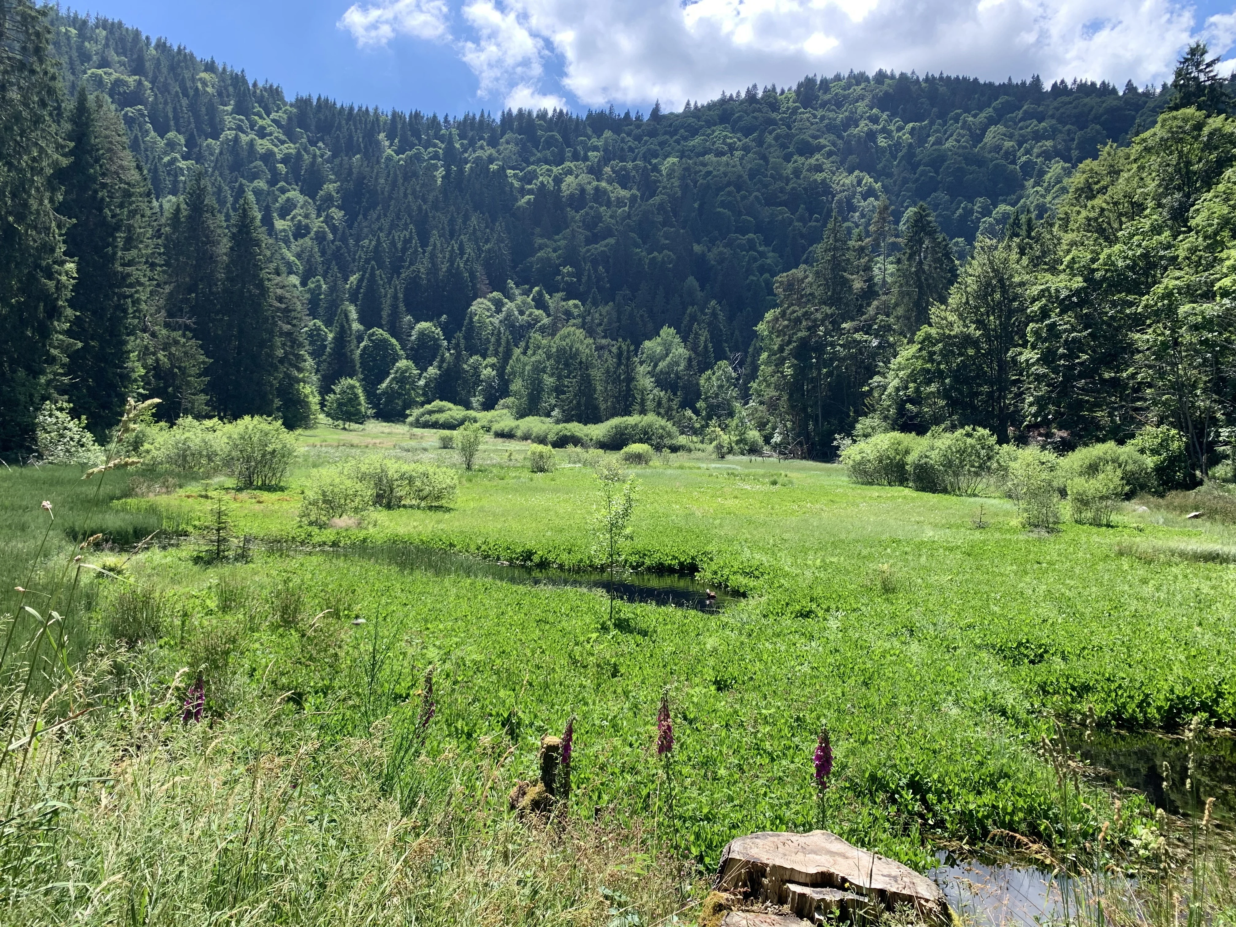 2025-06 Week-end Bagenelles