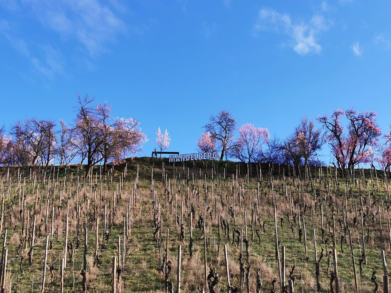 Mittelwihr - Amandiers en fleurs