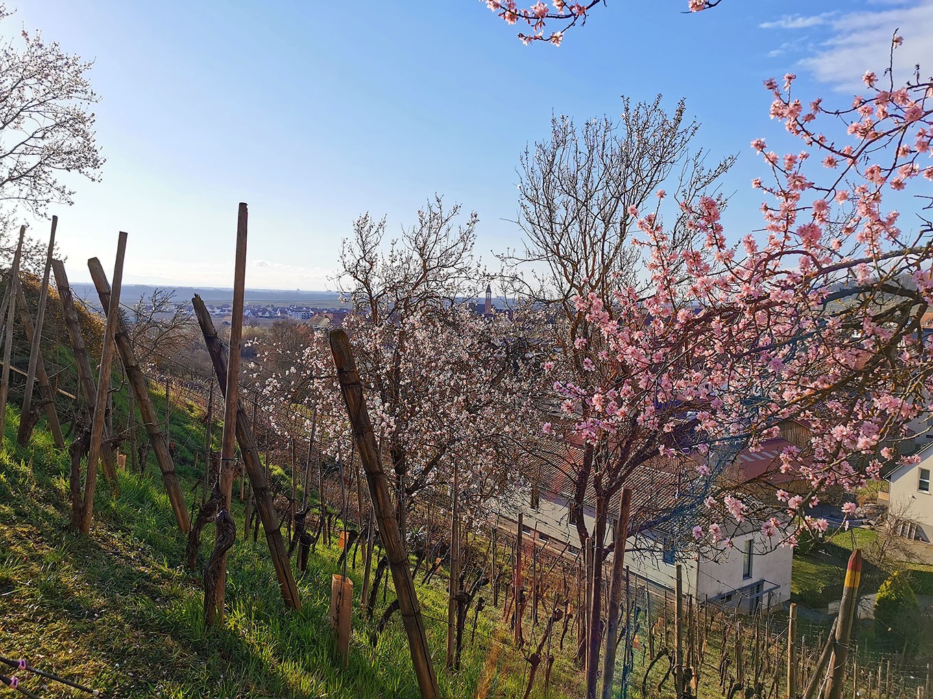 Mittelwihr - Amandiers en fleurs