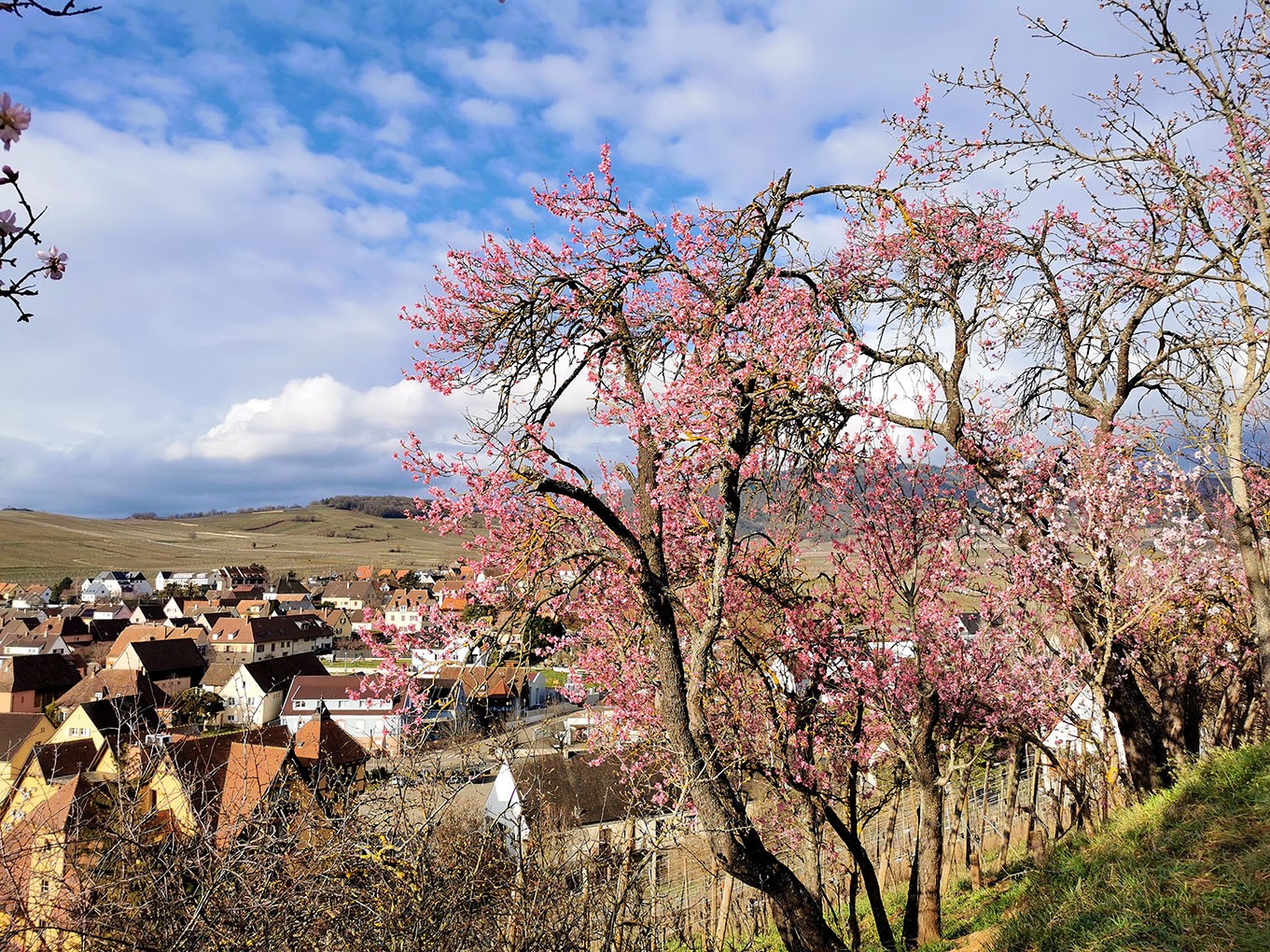 Mittelwihr - Amandiers en fleurs