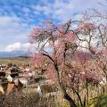 Mittelwihr - Amandiers en fleurs