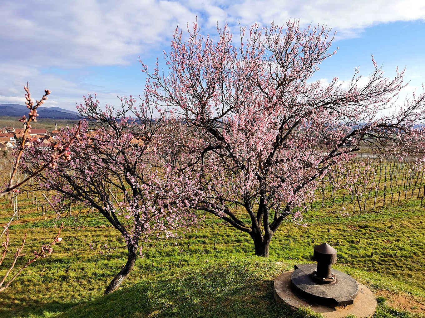 Mittelwihr - Amandiers en fleurs