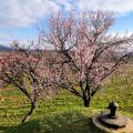 Mittelwihr - Amandiers en fleurs