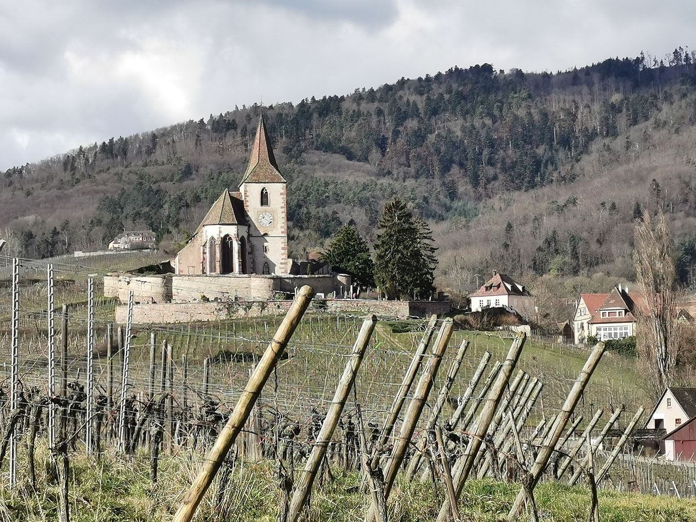 Mittelwihr - Amandiers en fleurs