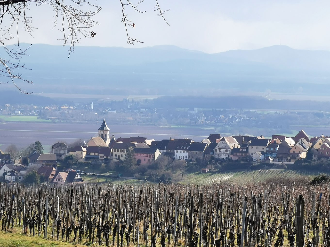 Mittelwihr - Amandiers en fleurs