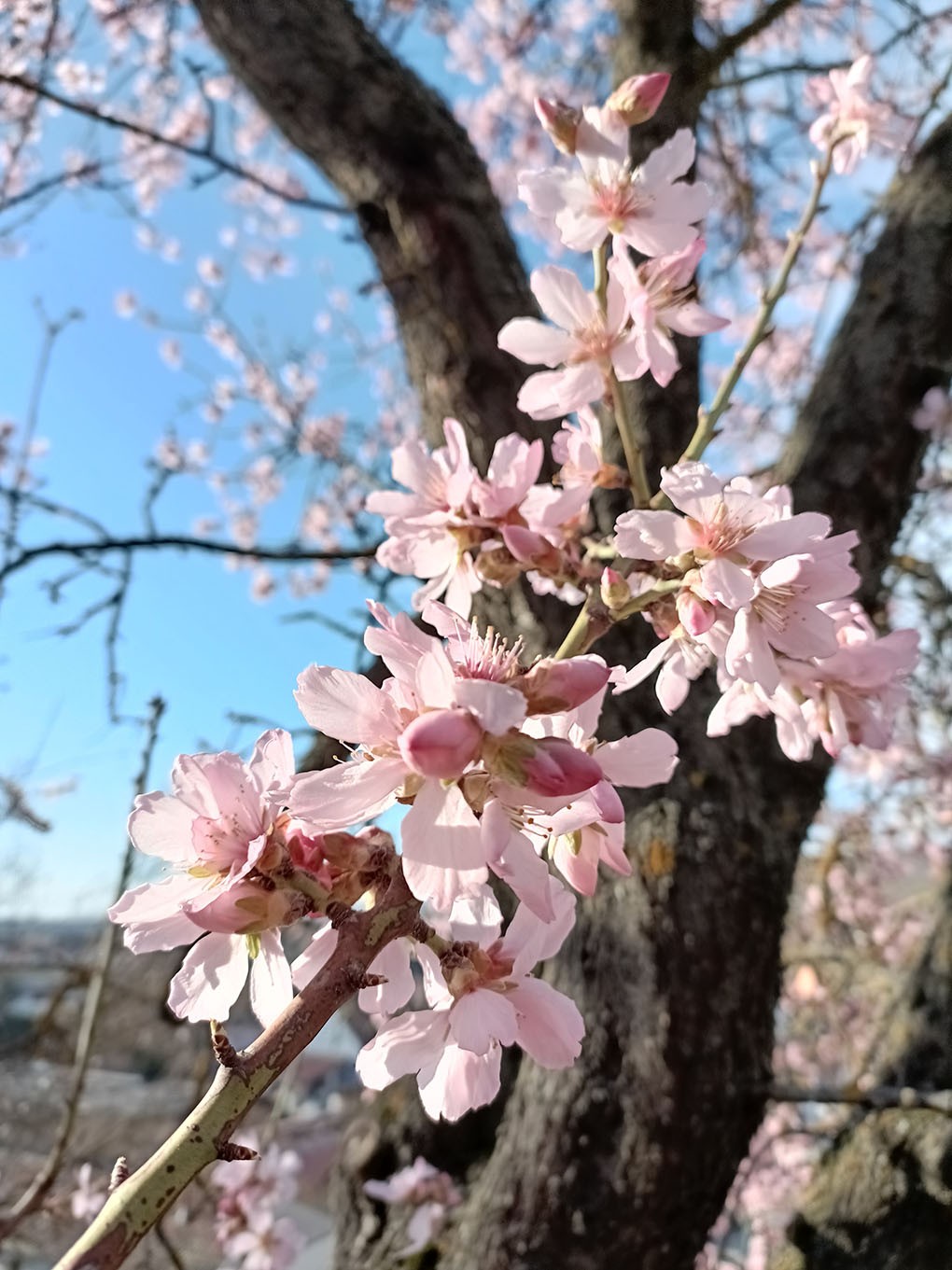 Mittelwihr - Amandiers en fleurs