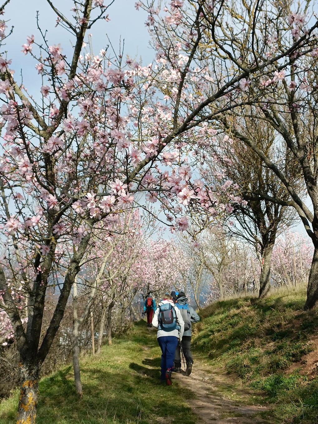 Mittelwihr - Amandiers en fleurs