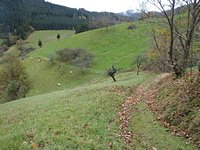 Peterstaler schwarzwaldsteig2